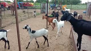 🙏samrth goat farm 🙏chukun gavran Shelya bandist karaycha prayatn karu naka🐐🐐