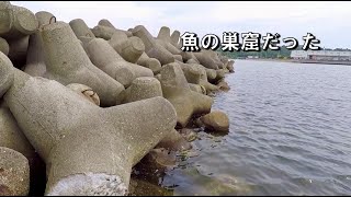 魚のマンションと言われるテトラを巣窟とする獲物を狙う！いったい何が食ってくるのだろう‥