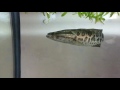 Змееголов съедает рыбу длиной в 30% от собственной длины snakehead eats fish 30% of his own length