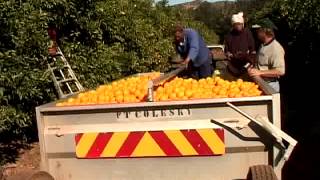 Citrus Harvesting: 4. Picking Supervision