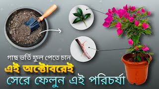 Bougainvillea গাছ ভর্তি ফুল পেতে চান অক্টোবরেই শুরু করুন এই পরিচর্যা গুলো।Total care in bougainville