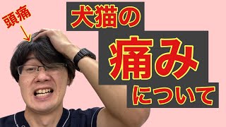 人でも『痛み』を感じるなら、当然犬や猫でも『痛み』を感じているはず！犬と猫の痛みに関して、動物病院の現役獣医師（頭痛中）がお話します('◇')ゞ