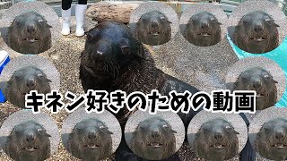 めっちゃ「キネン」動画【ミナミアメリカオットセイ】