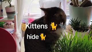 Kittens hide,eat vitamins and play 🐈‍⬛🐈