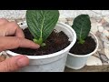 Effects of tomatoes with Hydrangea│Breeding Hydrangea