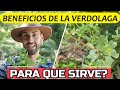 Verdolaga : Super Alimento Con PROPIEDADES SORPRENDENTES! 🌿Para Que Sirve La VERDOLAGA?