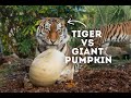 Tigers V GIANT Pumpkin | Paradise Wildlife Park