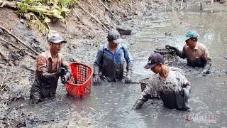 Một ngày chạm mặt đàn cá rô khủng dưới đáy ao