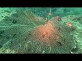 Diving and surfing at Tofo Beach Mozambique   Dec 2025