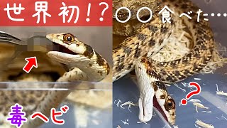 世界初！？○○を食べた…モイラヘビの 餌やり、捕食【毒蛇飼育】♦️world's first⁉︎  I ate ○○ ... Feeding false cobra