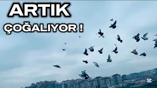 KUŞLAR SONUN’DA İSTEDİĞİM GİBİ ÇOĞALIYOR !