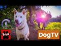 DogTv and Daycare for your dog 🐶🐕🐩  Keep your dog busy while you are away Cuddle and Watch DogTV
