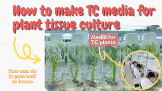 How make your own TC media for plant tissue culture plants at home