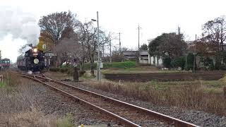 2021.11.27  真岡鐵道 製造88年 米寿記念日号 C12 66号機 赤ナンバープレート 西田井駅を出発!!