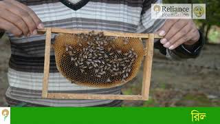 মৌমাছি পালন একটি লাভজনক ব্যাবসা | Source of Good Income by  Beekeeping