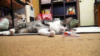 猫玩具に戸惑う犬- Dog is at a loss for Cat's Toy -