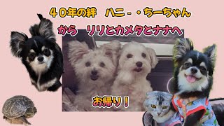 時を超えた奇跡　＃子供の喘息　＃最愛の犬とのお別れ　＃愛犬虹の橋を渡る