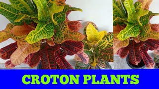 Care of CROTON plant in Malayalam (ക്രോട്ടൺ ചെടിയുടെ പരിചരണം )