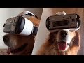 TRY NOT TO LAUGH or SMILE Watching Funny Animals 🐶 If You Laugh You Lose ★43 (Animal Edition) TRY NOT TO LAUGH or SMILE Watching Funny Animals 🐶 If You Laugh You Lose ★43 (Animal Edition)
