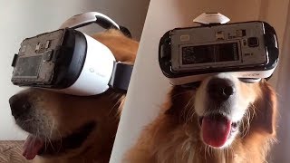 Try Not To Laugh Or Smile Watching Funny Animals 🐶 If You Laugh You Lose ★43 (animal Edition)