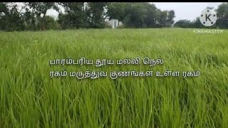 பாரம்பரிய விவசாயம் தூய மல்லி நெல் ரகம் | நீரிழிவு நோய் கட்டுப்படும்.