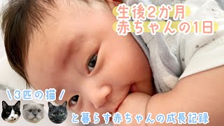 【生後２ヶ月】３匹の猫と暮らす赤ちゃんの1日【vlog】【成長記録】