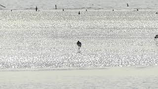 ミヤコドリ　東京湾湾奥の干潟の宝物（三番瀬）