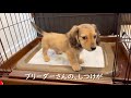 私、失敗しないので【ミニチュアダックスフンド 子犬の日常に密着】