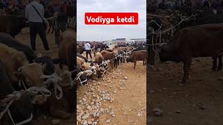 #KICHIK #BUQACHALAR VODIYGA KETTI