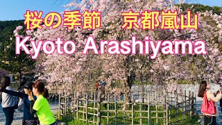 2023年4月2日(日) 桜の季節　朝の京都嵐山🌸KYOTO ARASHIYAMA  MORNING