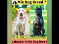 Labrador mix breeds | Labrador | Lab Puppy