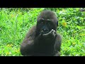 小金剛ringo吃荔枝與胡蘿蔔little gorilla ringo eats lychees and carrot