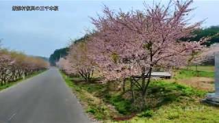 飯舘村復興の三千本桜 FUKUSHIMA JAPAN