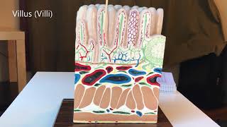 Ileum Model