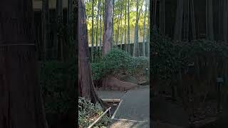 🟢杉並区立大田黒公園⑤ 202301221505