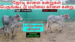 3 விற்பனை பதிவுகள்.ஜோடி காளை கன்றுகள்.பெருங்கூட்டு மயிலை காளை கன்று.#காங்கேயம்#நாட்டுமாடுகள்