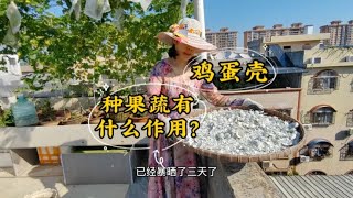 鸡蛋壳种果蔬有什么作用？正确使用，让它发挥大作用