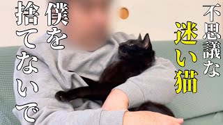 人懐っこい元野良猫の悲しい過去に怒ってます！