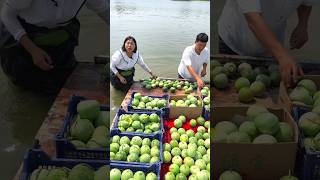 Fresh \u0026 Delicious Cucumber Harvest from Farm by Rural Farmer 🥒 #shorts #fruit