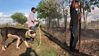 Bully kutta vs Alabai ( Central Asian shepherd Dog) 8083400500