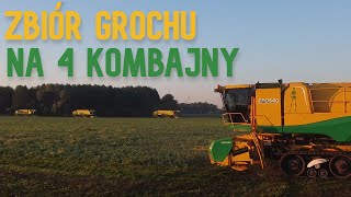 Pierwsze żniwa 2022 - Zbiór groszku na 4 kombajny! @agroturu420