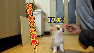 ~子犬~コーギーつむぎ、おすわりに挑戦！過酷？なトレーニング開始！【puppy corgi】