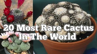 20 Most Rare Cactus In The World | Rare Cactus