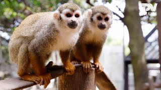 会いに来て！とくしま動物園の人気者　④リスザル