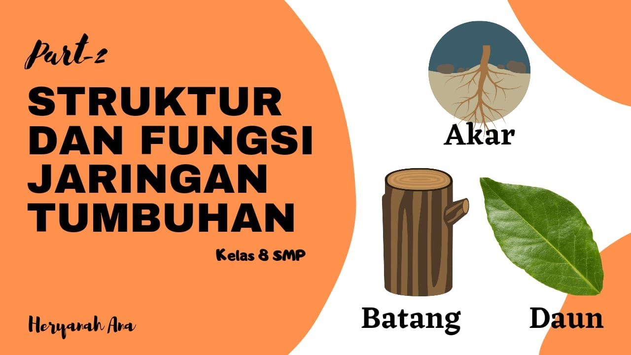 Struktur Dan Fungsi Jaringan Tumbuhan (Part-2) Akar, Batang, Daun - YouTube