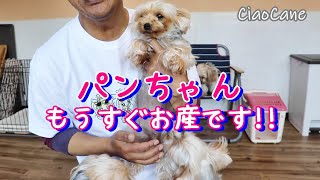 パンちゃんもうすぐお産です！