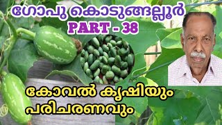 KOVAL KRISHI MALAYALAM || KOVAL KRISHI || KOVAL PLANT CULTIVATION MALAYALAM ||#GOPU_KODUNGALLUR 🔥🔥🔥