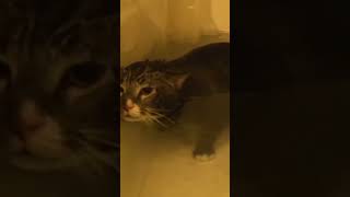This Cat Really Hates Bathing!!! #shorts #cat