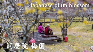 【4K】洞慶院 梅園 - Tokeiin / Japanese plum garden / Spring / Japan / α7SⅢ