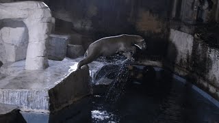 ナイトZOO🌛雨でも元気なホウちゃん🐻‍❄️【天王寺動物園】